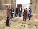 بازدید نمایندگان بازرسی وزارت خانه جهاد کشاورزی و نماینده مرکز تحقیقات و کارشناسان سازمان و مدیریت جهاد کشاورزی از گلخانه های سطح شهرستان