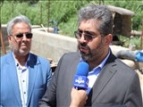 برداشت ۱۸۳۰ تن گندم در قدس/ اجرای طرح نوآورانه انتقال پساب برای کشاورزی پایدار