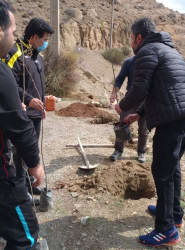 کاشت ۵۰نهال در دره ازگی شهرستان