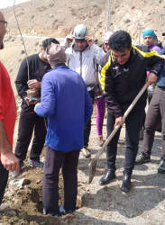 کاشت ۵۰نهال در دره ازگی شهرستان