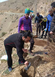 کاشت ۵۰نهال در دره ازگی شهرستان